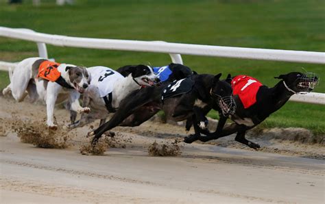 paddy power greyhound|English Greyhound Derby 2024 dates, schedule  .